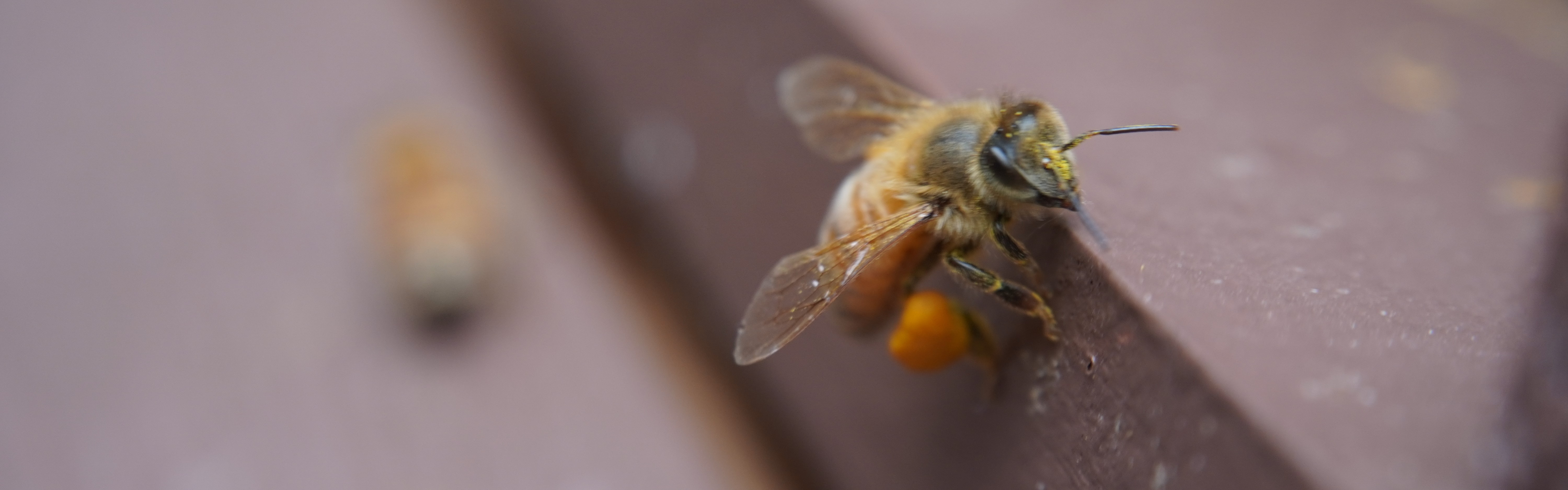 Bee with Pollen